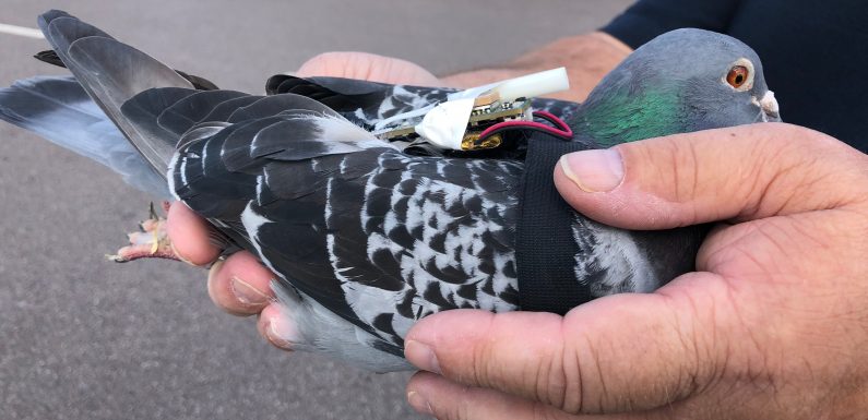 Des pigeons munis de sacs à dos recueillent des données climatiques