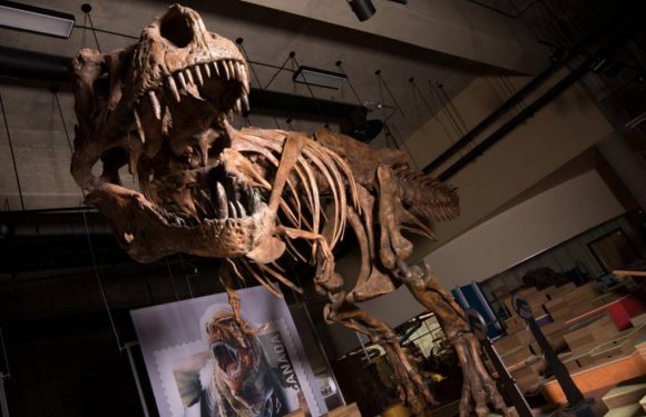 Scotty, le plus grand squelette de Tyrannosaurus rex jamais découvert