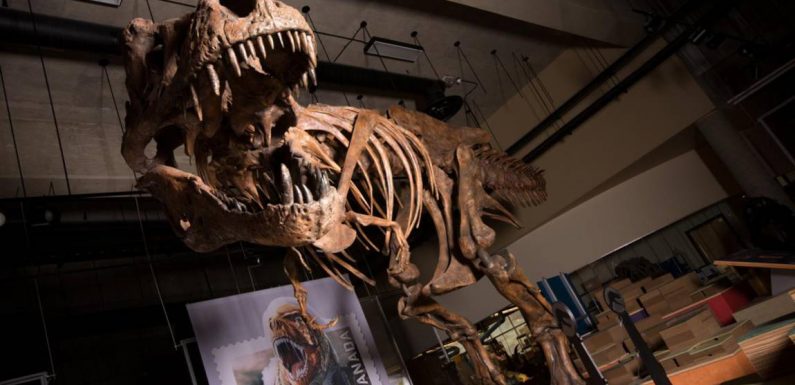 Scotty, le plus grand squelette de Tyrannosaurus rex jamais découvert