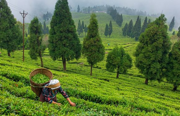 Le Sikkim (Inde) est le premier état 100% bio du monde