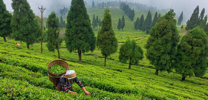 Le Sikkim (Inde) est le premier état 100% bio du monde