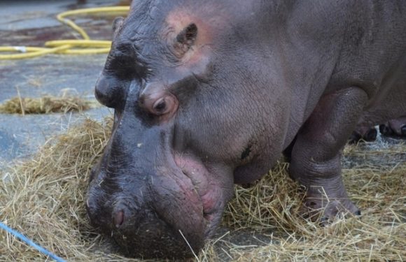 France «La vie de l’hippopotame Jumbo est un enfer»