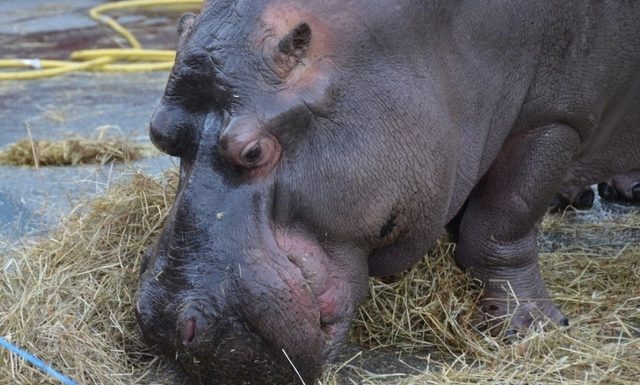 France «La vie de l’hippopotame Jumbo est un enfer»