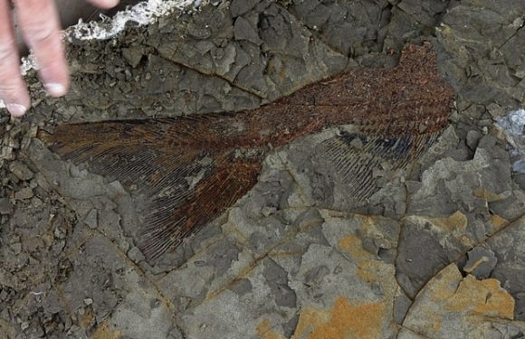 Paléontologie Découverte majeure de poissons fossilisés
