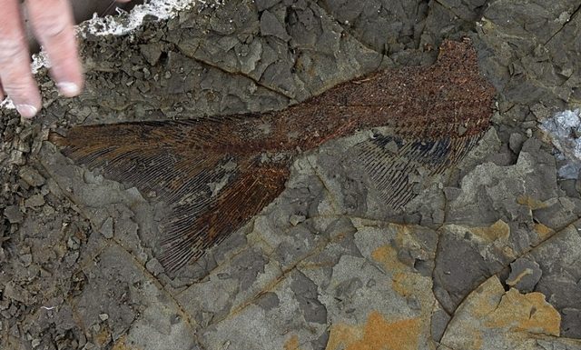 Paléontologie Découverte majeure de poissons fossilisés
