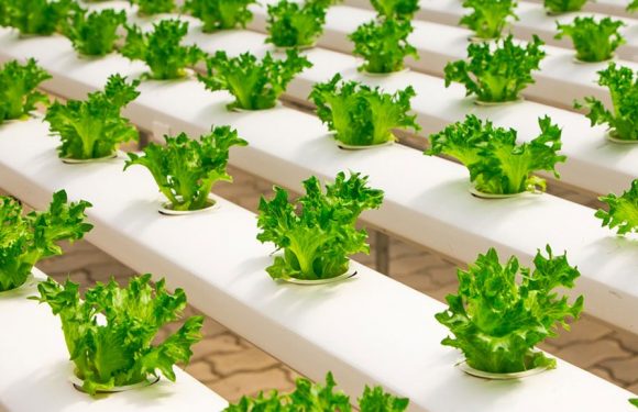 Lumière sur l’hydroponie, cette technique de culture qui fait économiser d’énormes quantités d’eau
