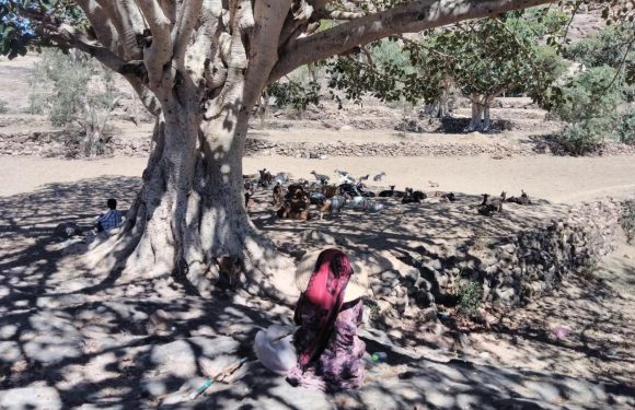 Au Yémen, des parents démunis marient leurs filles pour payer leurs dettes