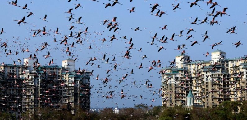 A Bombay, la pollution attire des flamants roses à foison