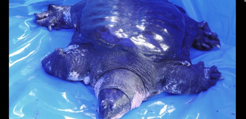 One of world’s most endangered turtles dies, leaving 3 left