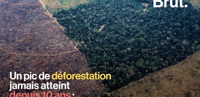 VIDEO. L’Amazonie connaît un pic de déforestation, le pire depuis 10 ans