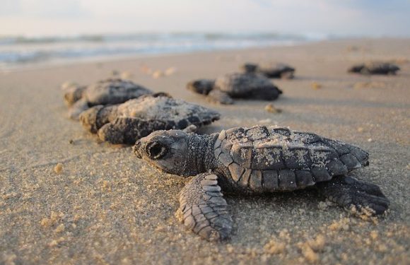 Les bébés tortues sont de retour à Mumbai, après « la plus grande opération de nettoyage d&rsquo;une plage »