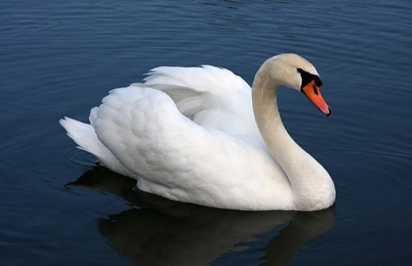 Donner du pain aux oiseaux d&rsquo;eau n&rsquo;est pas un geste d&rsquo;amour : en France, 30 cygnes sont morts à cause des touristes