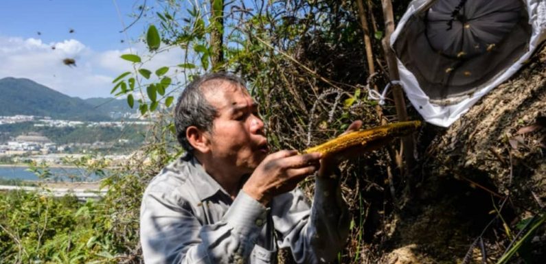 A Hong Kong, l’homme qui récoltait les abeilles