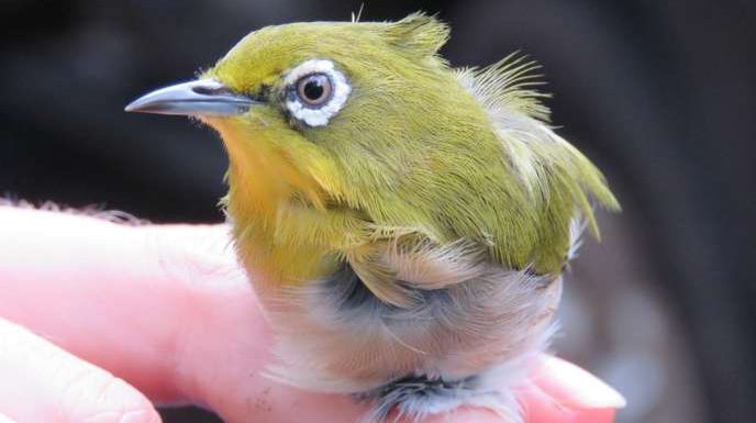 Les espèces invasives au secours de la biodiversité à Hawaï