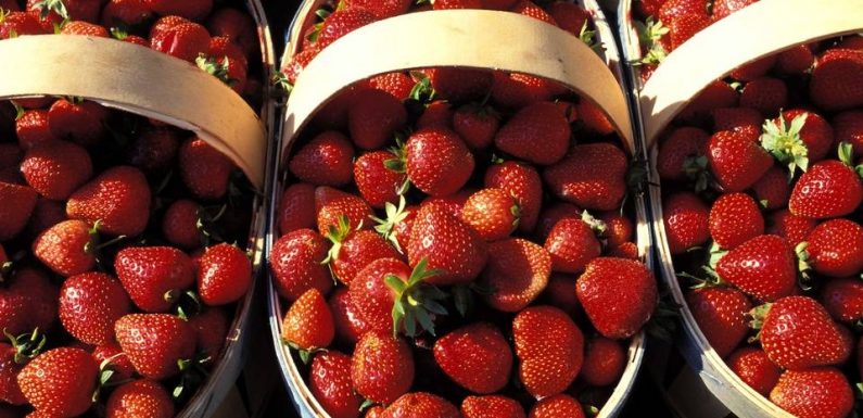 VIDEO. Vaucluse: Mobilisation générale autour de la fraise de Carpentras qui vit des moments difficiles