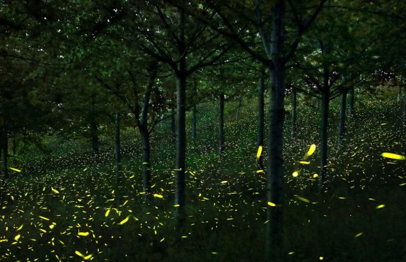 Rennes: Sur les bords de la Vilaine, les lucioles font peine à voir