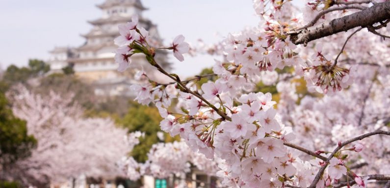 Comment un Britannique a sauvé les célèbres cerisiers japonais de l’extinction