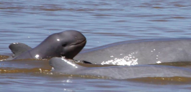 Mékong : la population de dauphins d’eau douce repart à la hausse