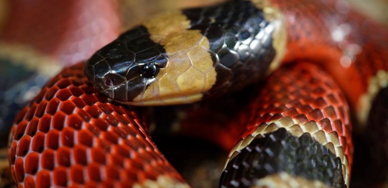 Découverte d’une nouvelle espèce de serpent dans le corps d’un autre serpent