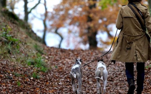 Allemagne : Une femme de 59 ans violée par un migrant guinéen de 18 ans alors qu’elle promenait ses chiens en forêt