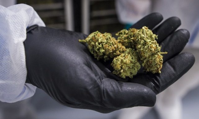 Hausse des intoxications au cannabis des enfants