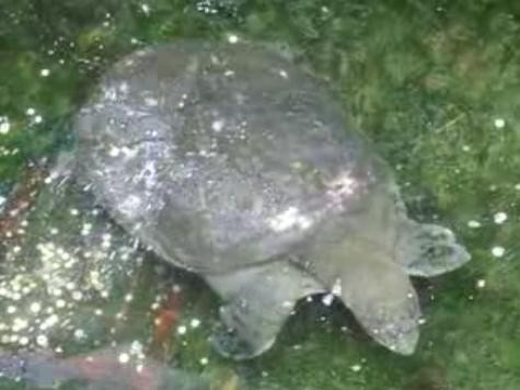 La dernière femelle « connue » de cette espèce très rare de tortue est morte : le risque d’extinction est très élevé