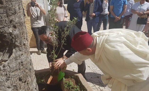 Pour la fraternité, musulmans, chrétiens et juifs plantent des oliviers dans plusieurs villes du Maroc et à l’étranger