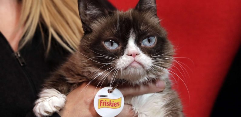 La chatte Grumpy Cat est morte