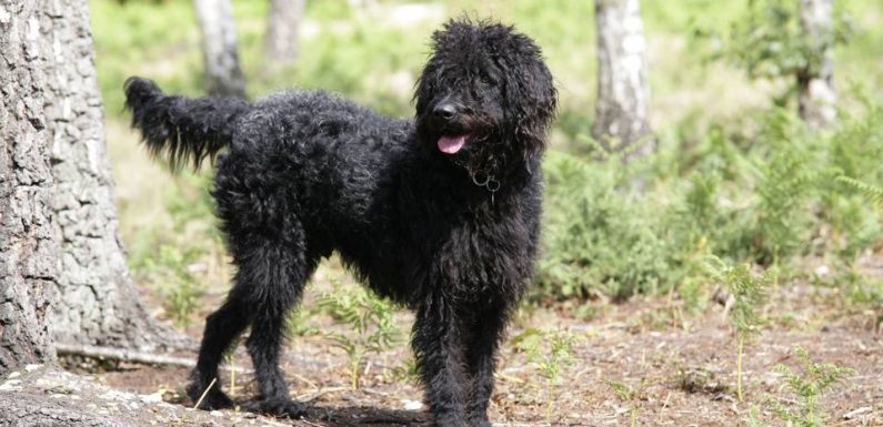 Pourquoi il faut arrêter de lâcher son chien lors des promenades en forêt