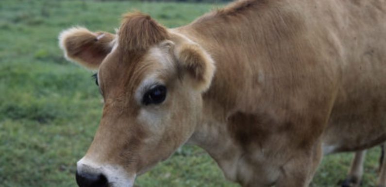 Lyon: Huit vaches fauchées par un train, le trafic SNCF fortement perturbé