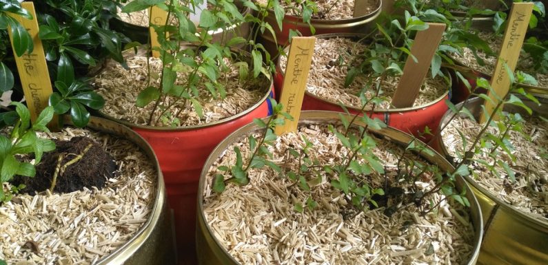 Marseille: Inauguré pour les 48 heures de l’agriculture urbaine, le Conservatoire marseillais de la menthe invite chacun à bouturer