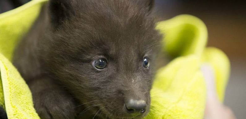 Côte d’Azur: Deux petits loups noirs du Canada sont nés au parc Alpha (et ils vont faire craquer)