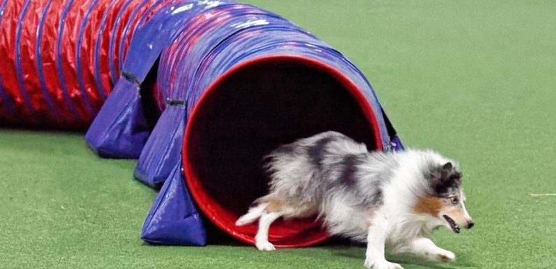 Essonne: Une salle de sport réservée exclusivement… aux chiens