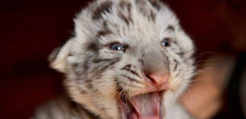 Var: Un homme interpellé pour détention d’un bébé tigre blanc