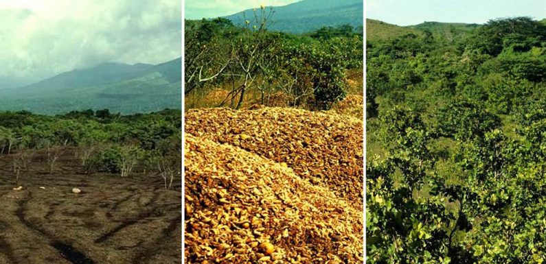 Ces 12 000 tonnes de peaux d’oranges ont changé des terres stériles en forêt luxuriante