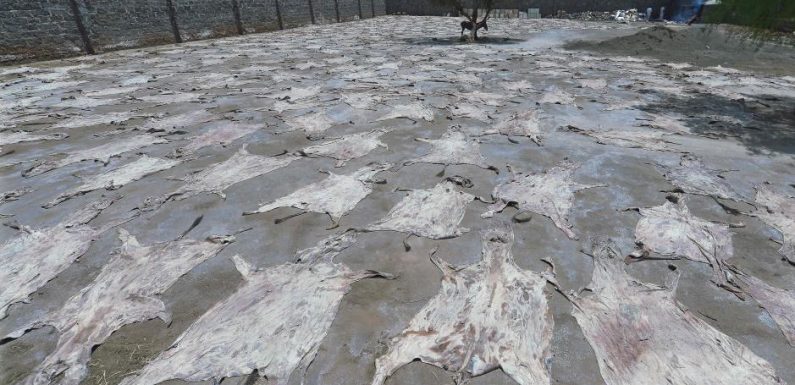 Massacre d’ânes pour leur peau: l’ONG Peta demande au Kenya d’interdire le commerce vers la Chine