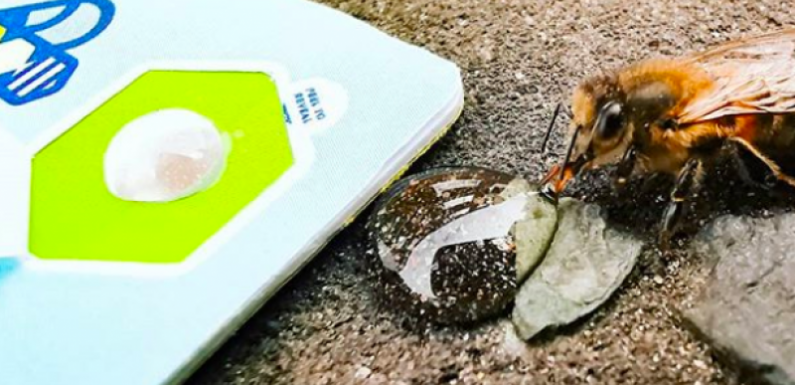 Royaume-Uni : un jeune inventeur lance des kits pour sauver les abeilles affamées