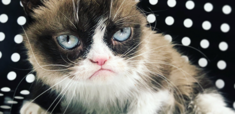 Grumpy Cat, le chat le plus connu d’Internet, est décédé