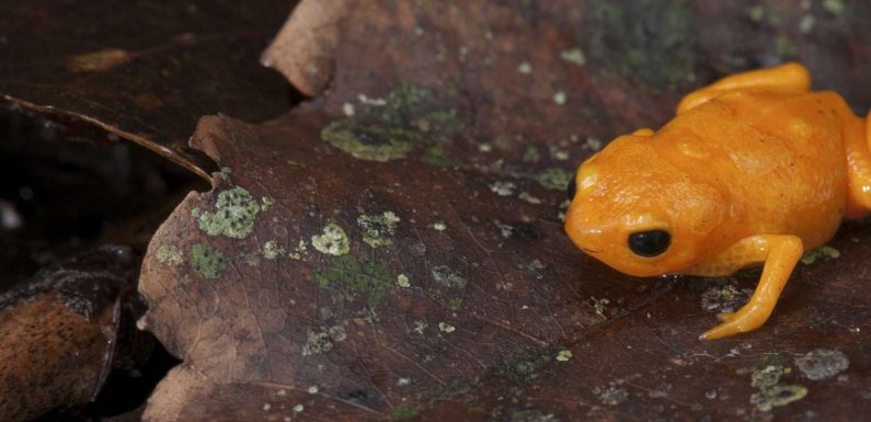 Un étonnant crapaud au squelette fluorescent