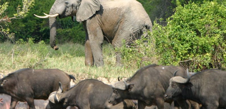 Le braconnage menace toujours les éléphants d’Afrique, selon la CITES