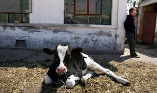 China implements AI-driven facial recognition for its cows and pigs