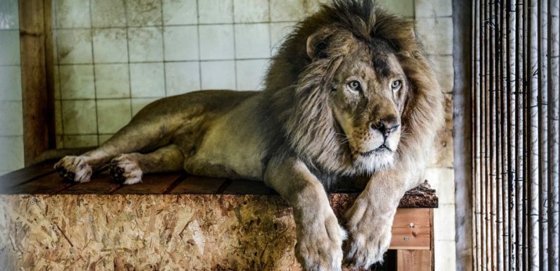 Trois lions sauvés en Albanie transférés au Pays-Bas