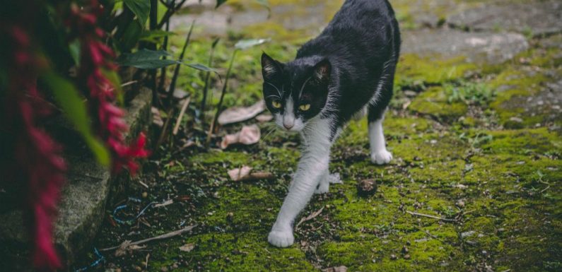 Les chats semblent parfois porter des chaussettes, et la génétique l’explique