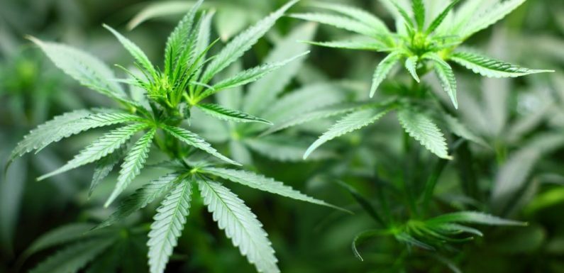 Un rapport présente des mesures pour légaliser le cannabis en France