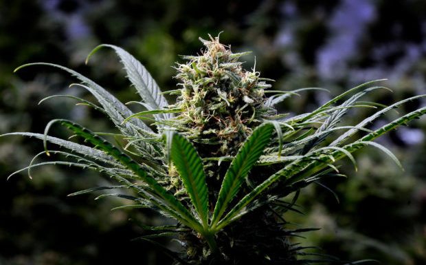 Légalisation du cannabis : les dealers n’en veulent pas