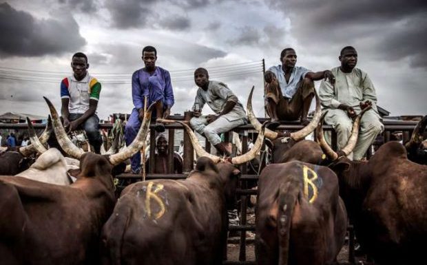 Nigeria : la production de viande ne peut pas suivre la démographie à cause des freins culturels et des conflits