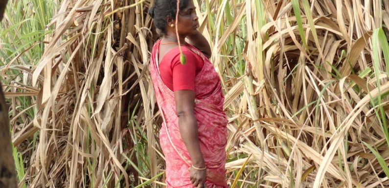En Inde, des paysannes privées d’utérus pour être plus productives