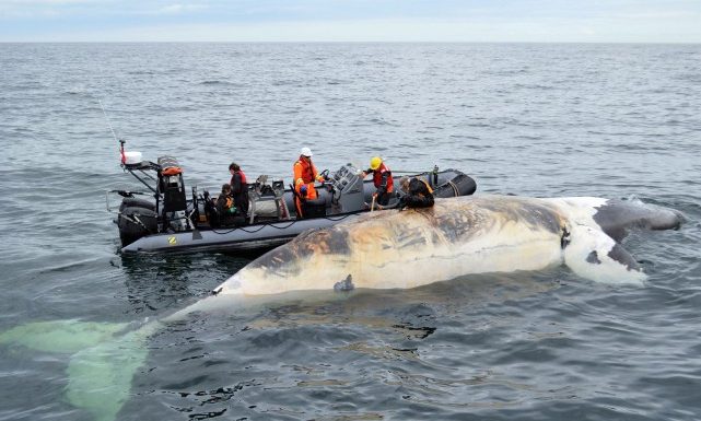 Atlantique: les humains responsables de la mort de plusieurs baleines