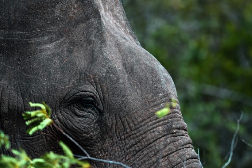 Sri Lanka : première procédure judiciaire pour trafic d’éléphants