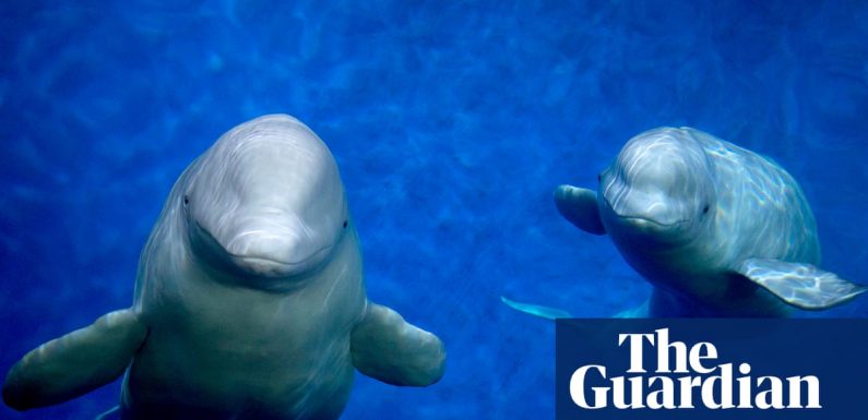 Two whales flown from Shanghai aquarium to sanctuary in Iceland
